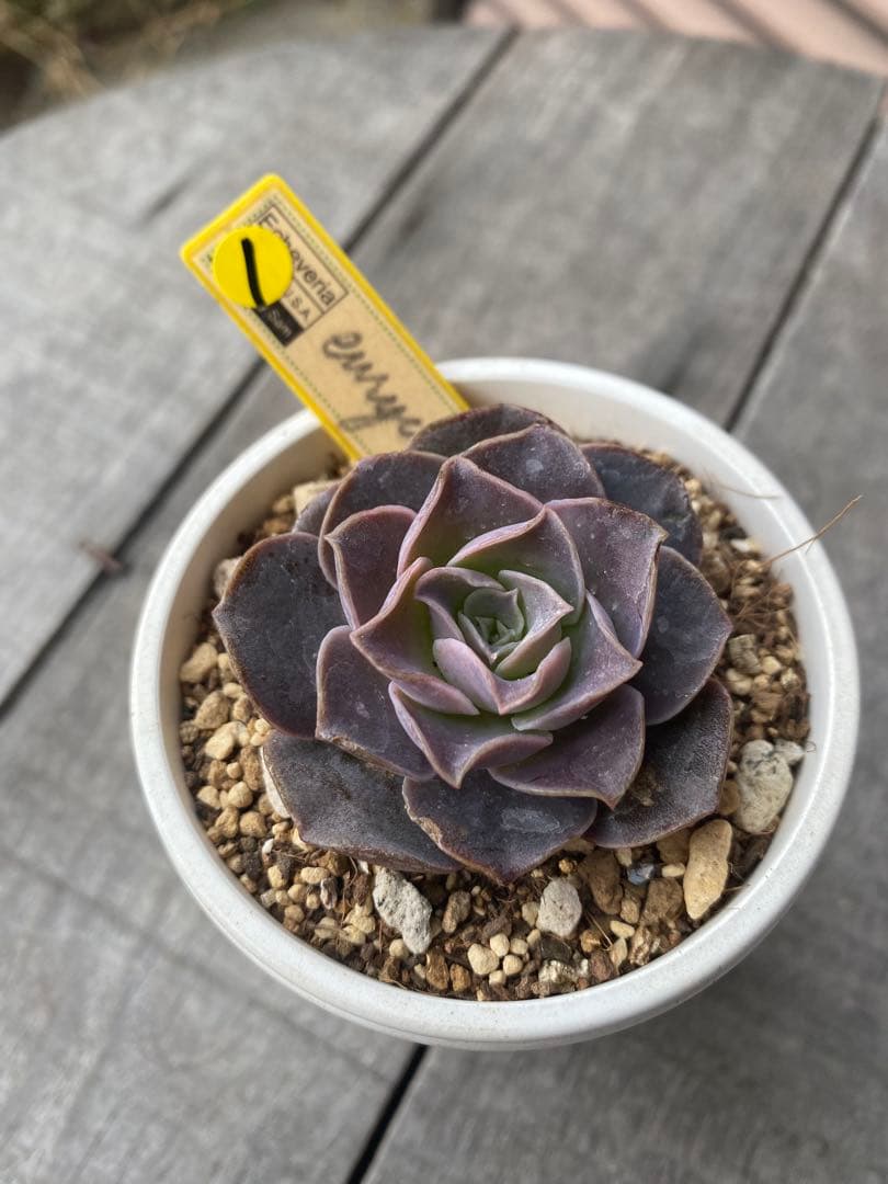 ① 希少丸葉タイプ　エリキュラミス