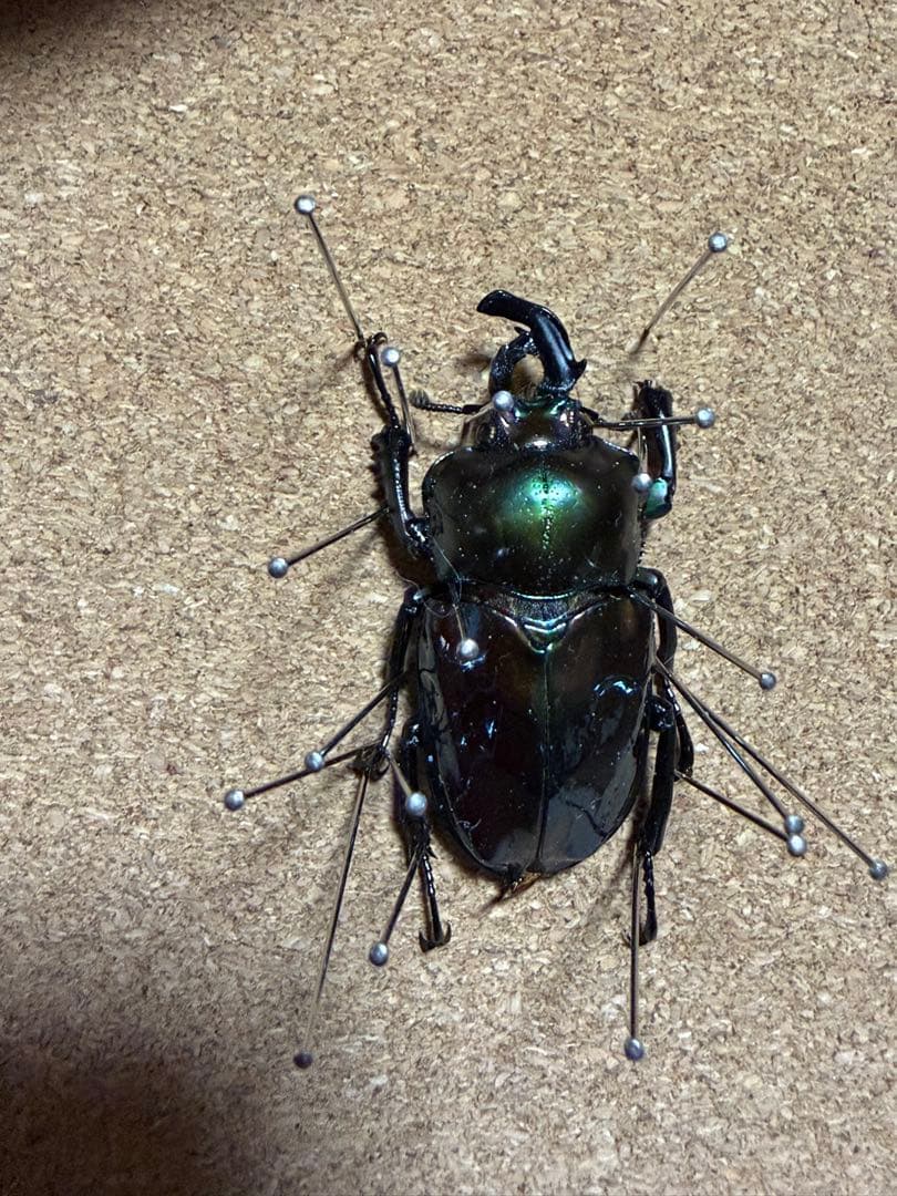 ニジイロクワガタ 雌雄モザイク？