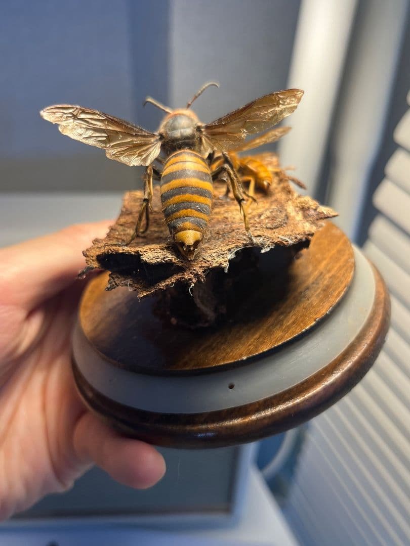 【立体標本】オオスズメバチのミツバチ捕食シーン ガラスドーム付きいきもの大図鑑
