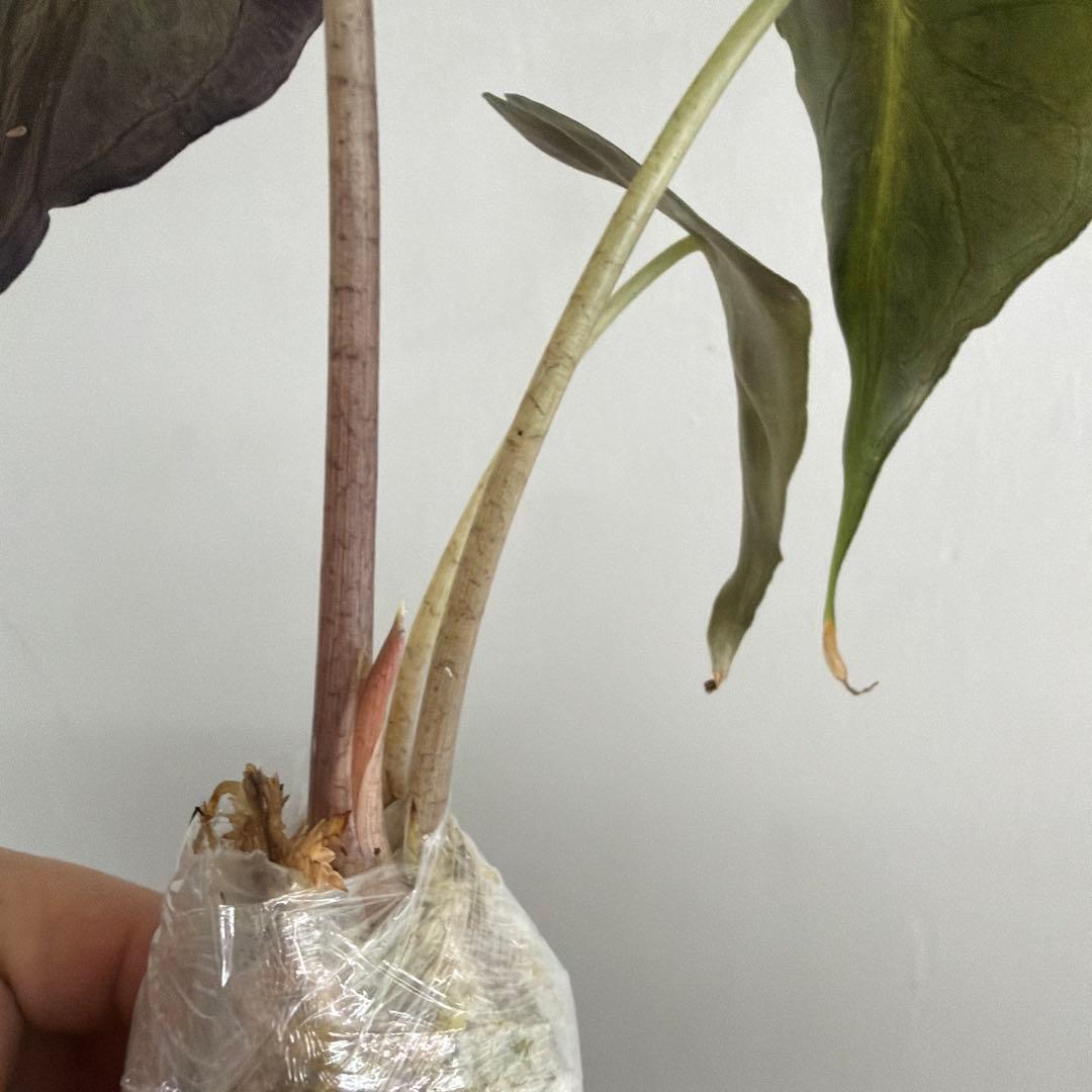 アロカシア ヴェノム Alocasia 'Venom' 管理番号s227