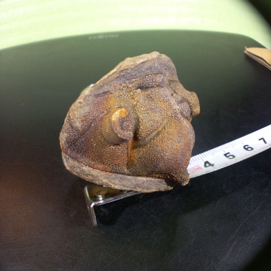 三葉虫　化石　fossil　ボリビア　trilobite　海生動物　三葉虫識別⑧