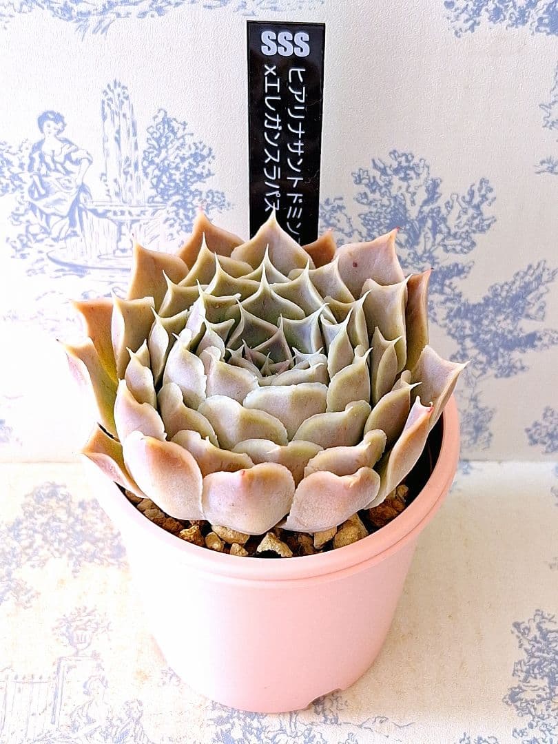 ヒアリナサントドミンゴ×エレガンスラパス札付きポットごとメルカリ便SSSさん苗