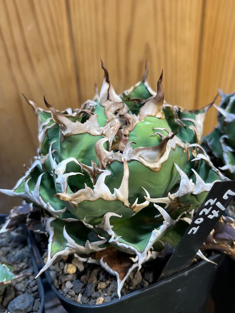 アガベ チタノタ シーザー 凱徹 台湾産