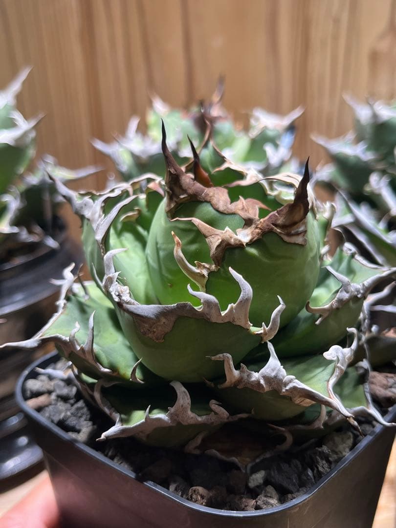 アガベ チタノタ シーザー 凱徹 台湾産