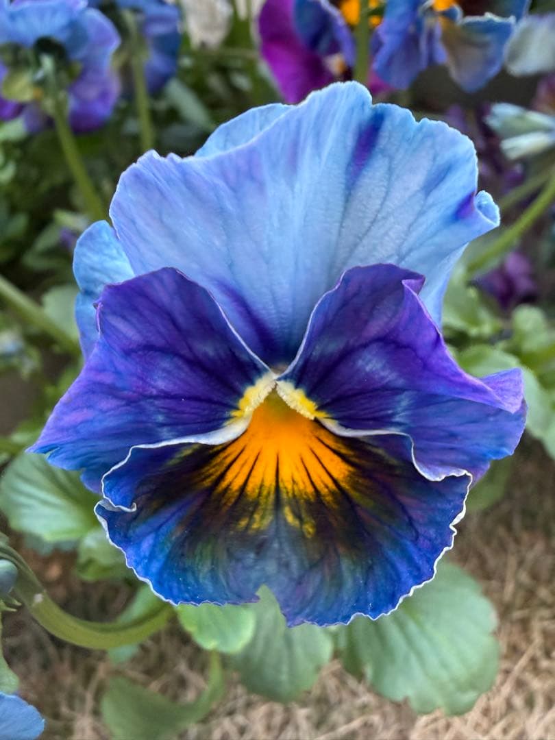 M*I様 べっぴんさん　みはなだ　マスク・ザ・ブルー　最終