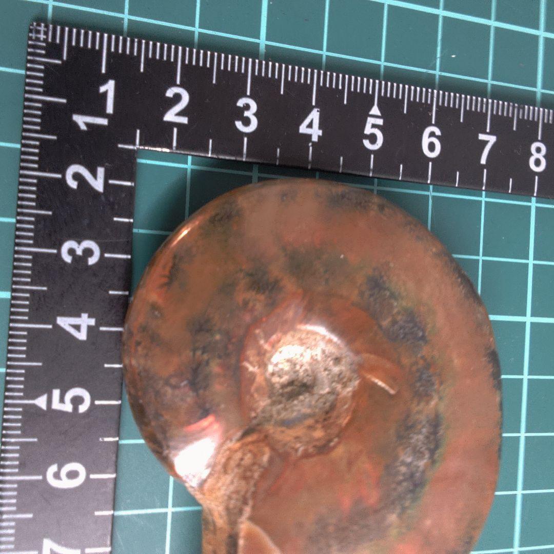 小物１ アンモナイト化石 赤褐色