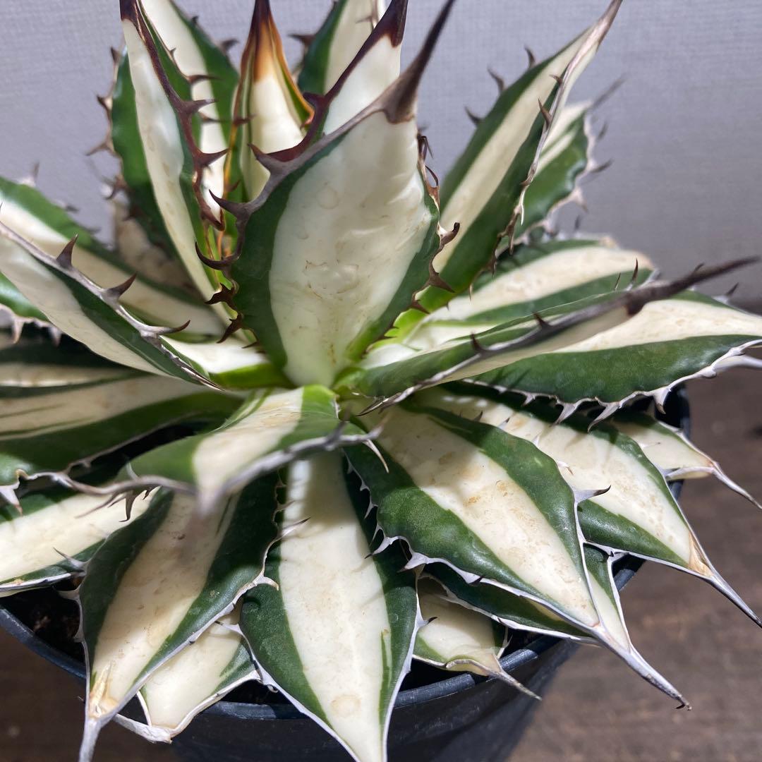 アガベ　ホリダ　白中斑　極上限定