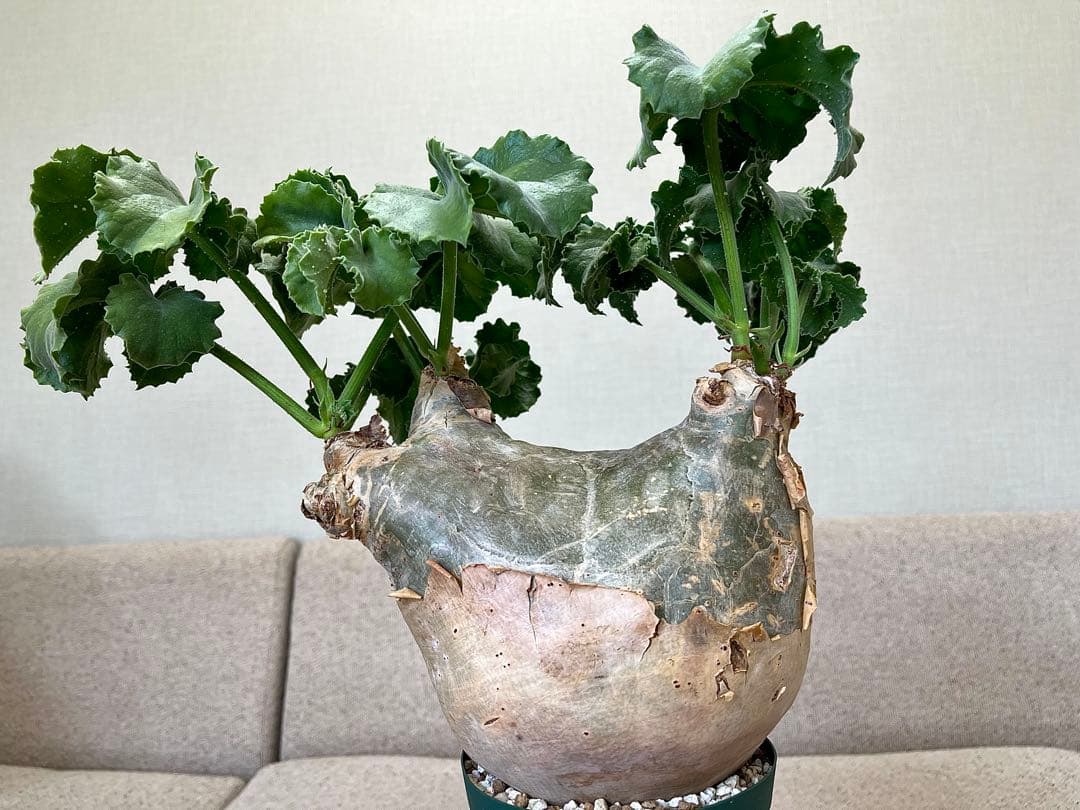 キフォステンマ マクロプス 大株 コレクション ぷっくり