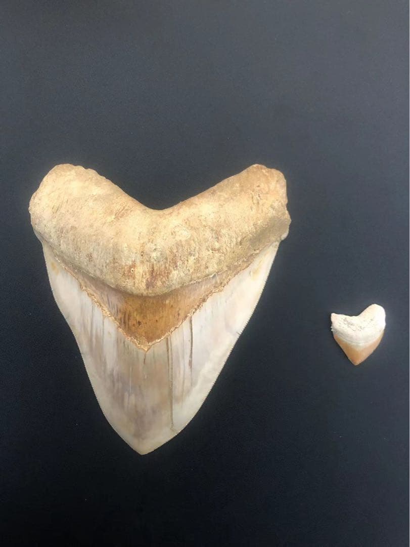 メガロドン歯化石