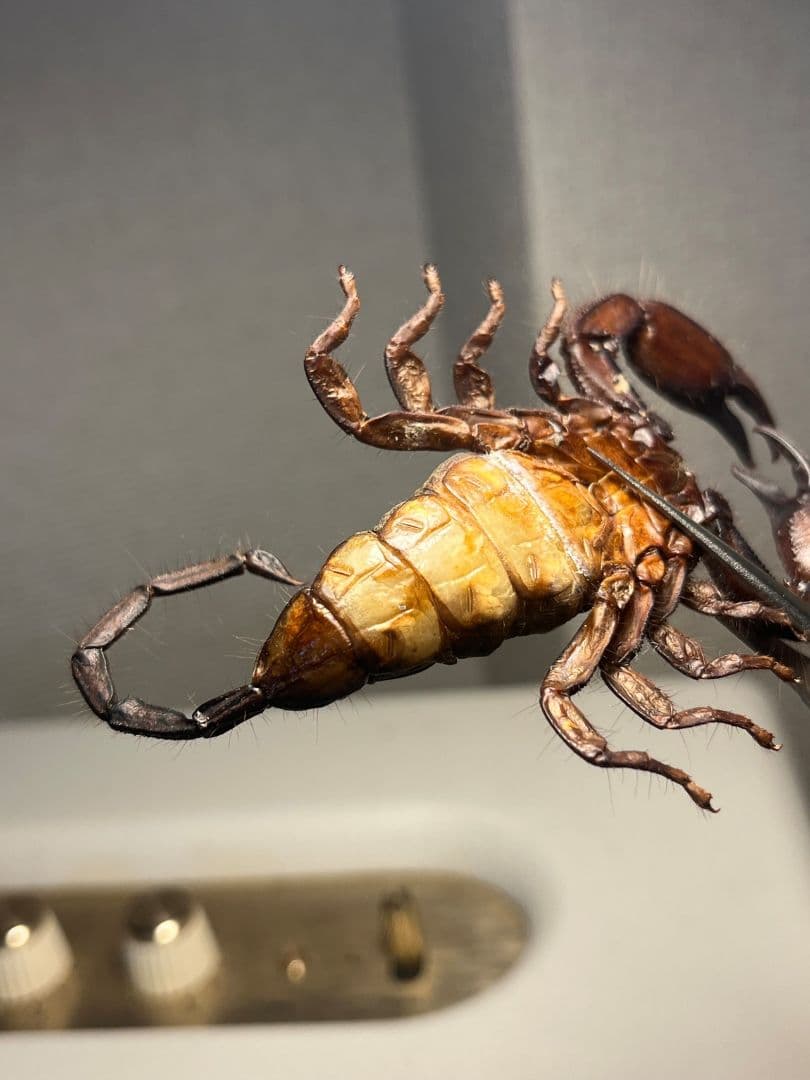 【極美標本】フラットロックスコーピオン 全長9cm程サソリムカデタランチュラ