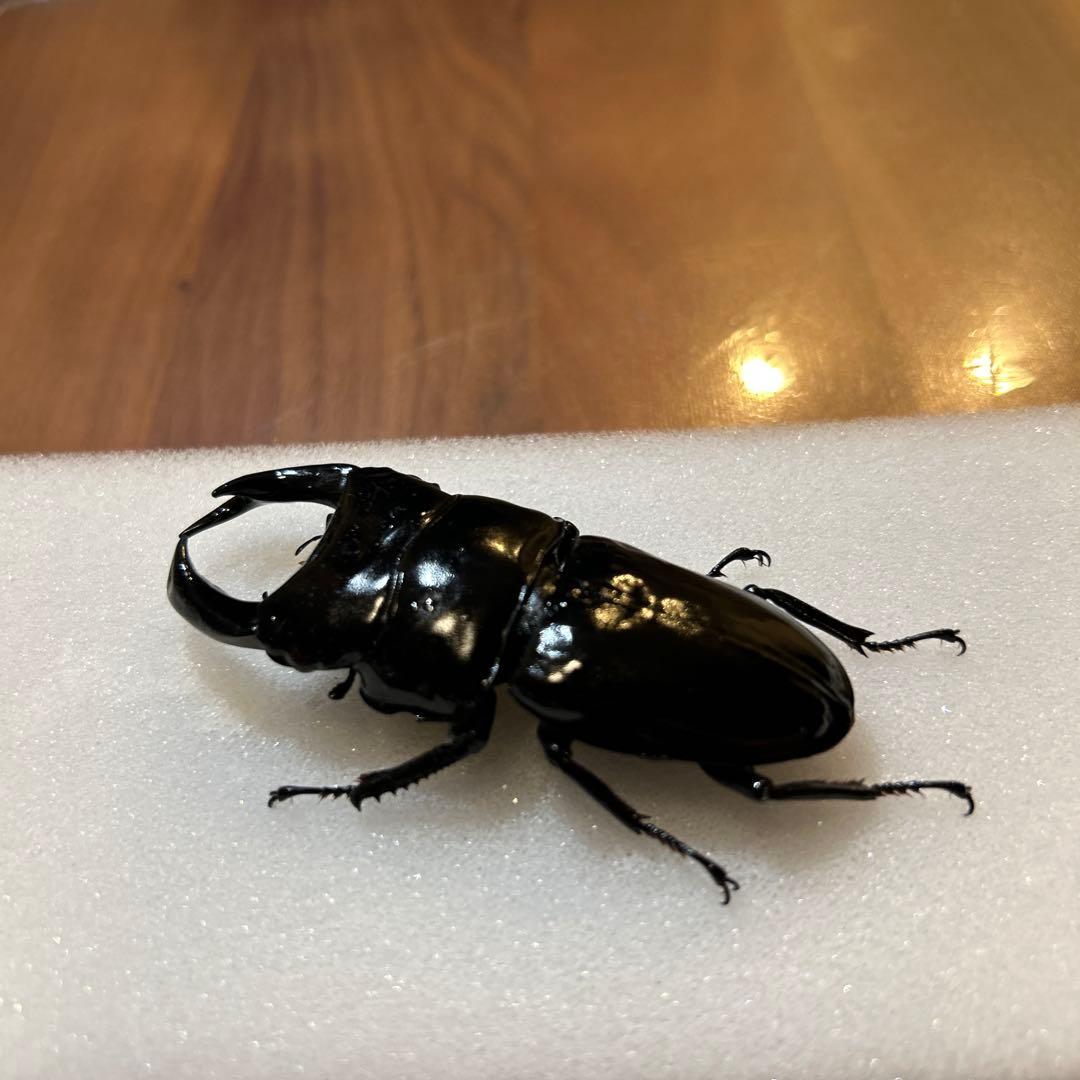 国産大クワガタ 標本 黒色 約7.7cm