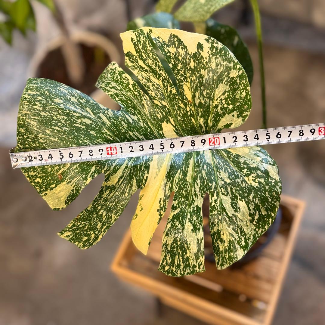 R*9様 5 モンステラ　タイコン　‘スターライト’ 厳選安定株