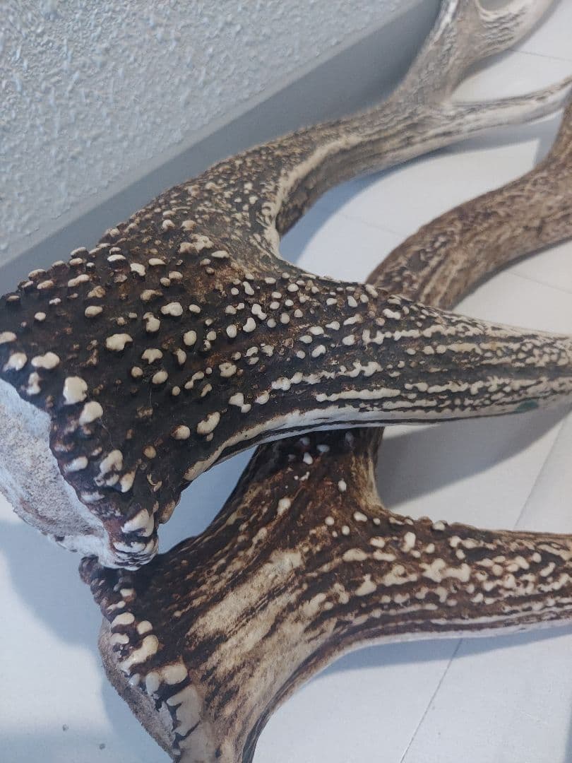 蝦夷鹿角　おまとめ　6本　大きさ色々