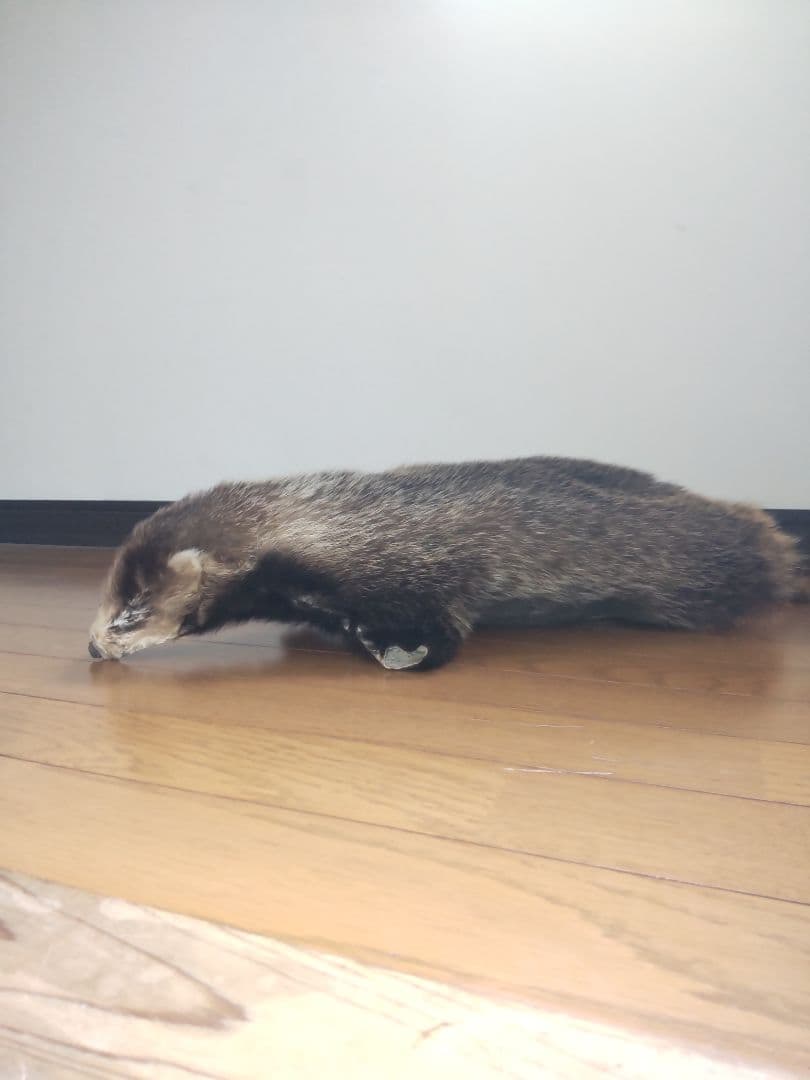 アナグマの鞣し毛皮[ハンドメイド]