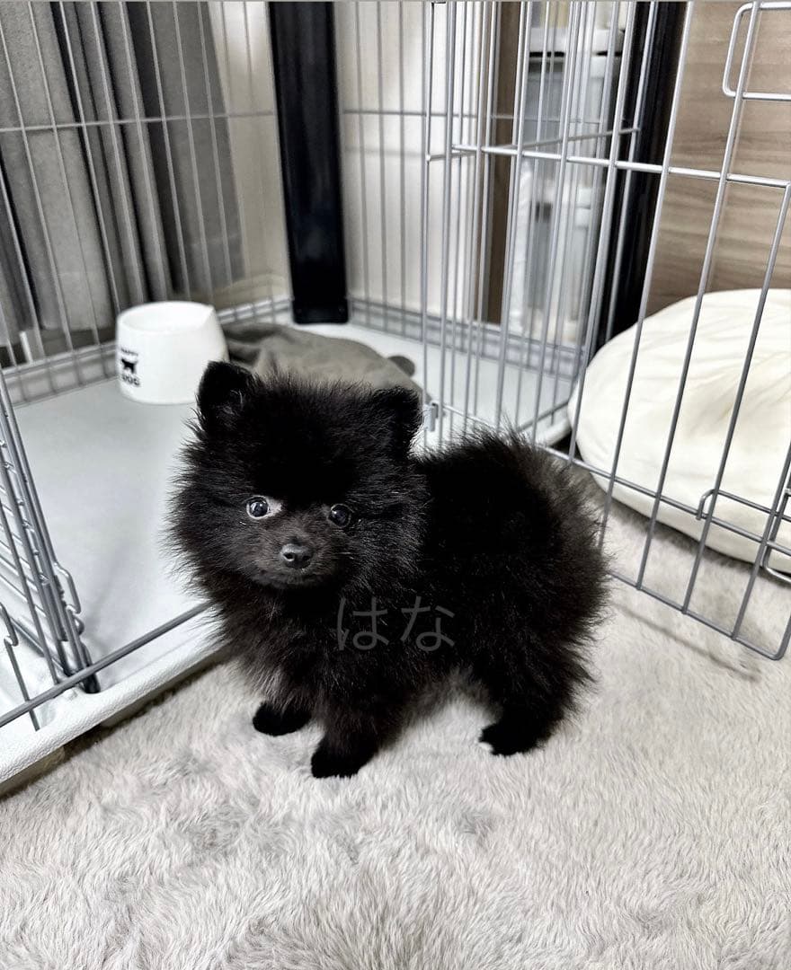 【写真も見てね】うちの子の可愛いアクリルキーホルダー　ポメラニアン