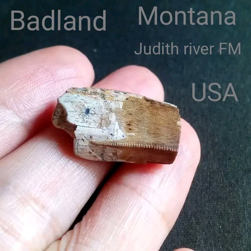 恐竜　化石　骨格　標本　アメリカ獣脚類　ティラノサウルス類　26mm