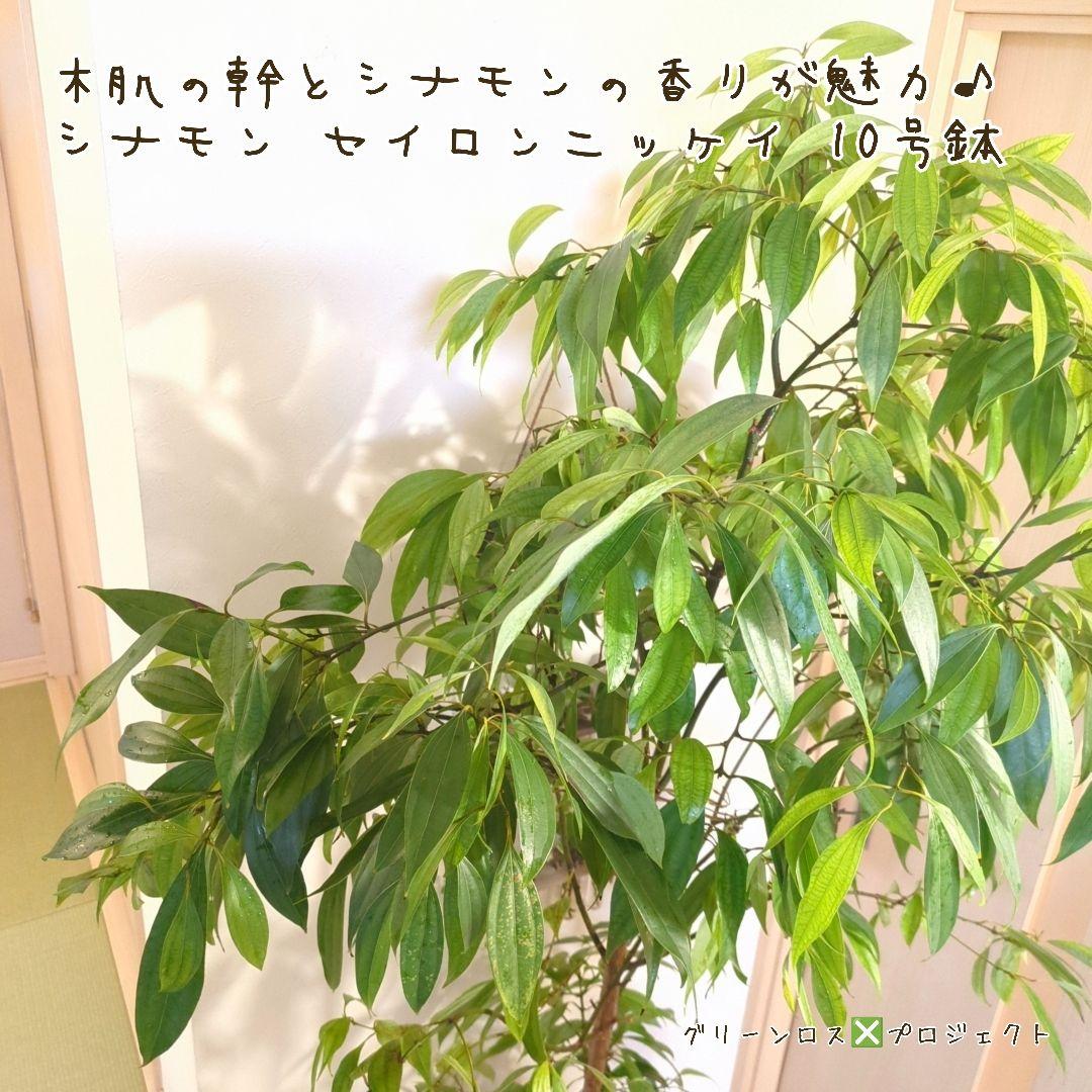 【マーロウ⚠群馬県】シナモンの香りが魅力♪シナモンセイロンニッケイ10号鉢
