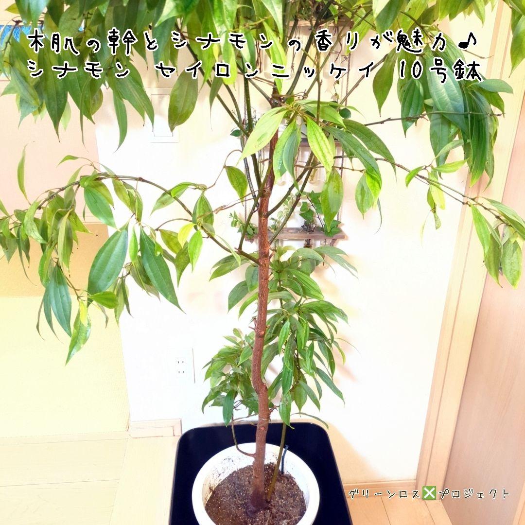 【マーロウ⚠群馬県】シナモンの香りが魅力♪シナモンセイロンニッケイ10号鉢