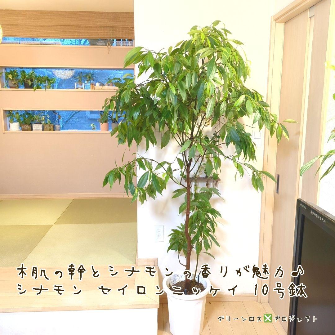 【マーロウ⚠群馬県】シナモンの香りが魅力♪シナモンセイロンニッケイ10号鉢