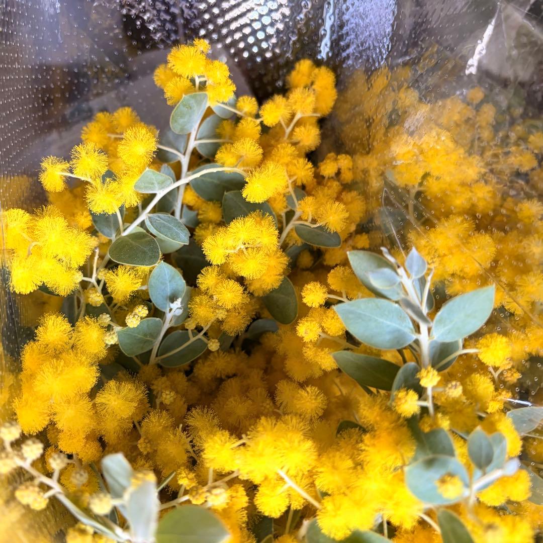 Ne　50cm 40本　ミモザ