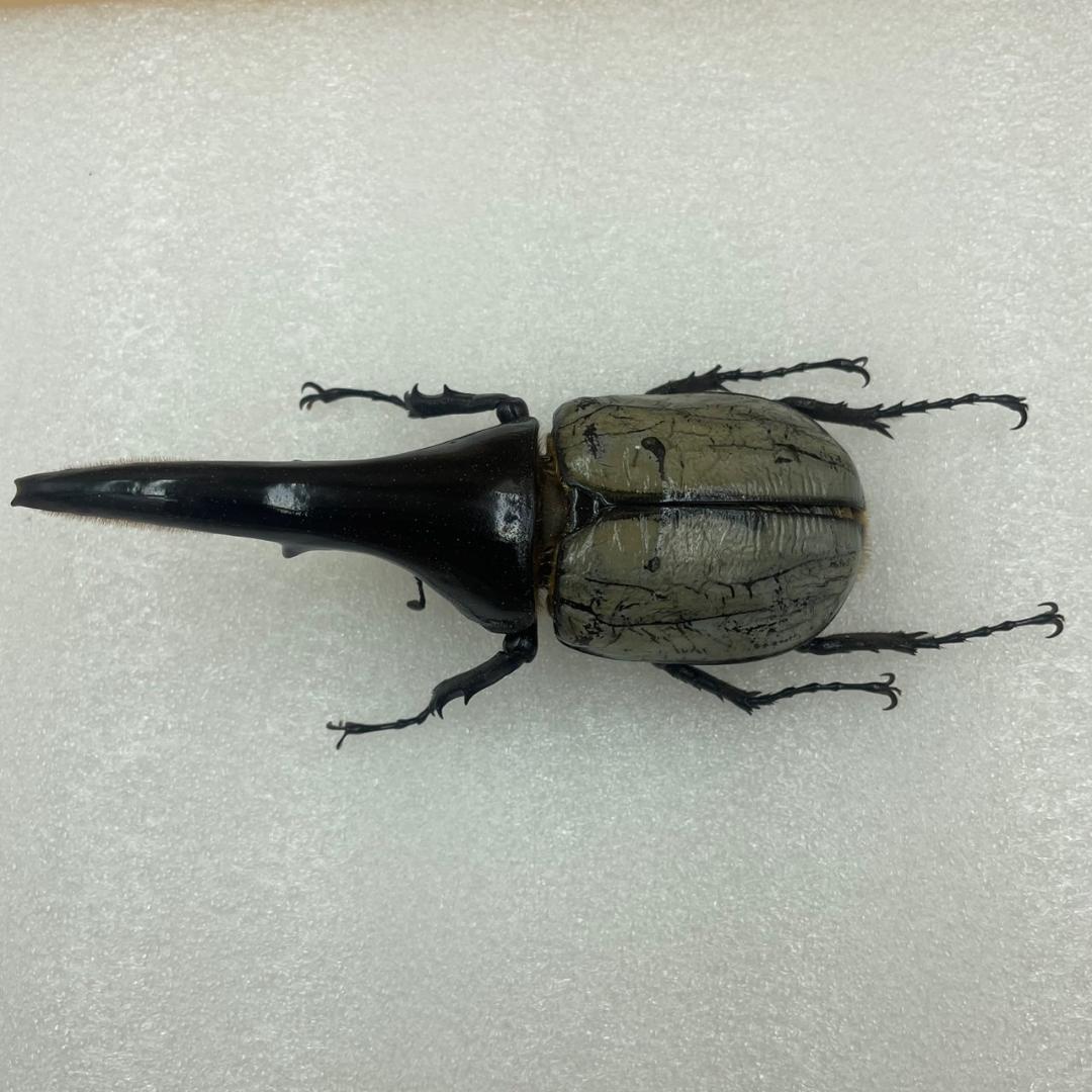 標本　珍ヘラクレスヘラクレス　ブルー　パチセラス血統　カブト