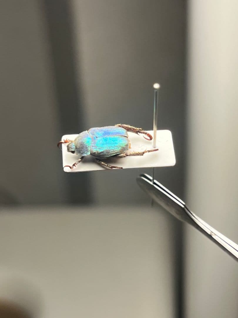 【8mm】シンジュアシナガコガネ 標本 ブルースカラベ プラチナコガネ カナブン