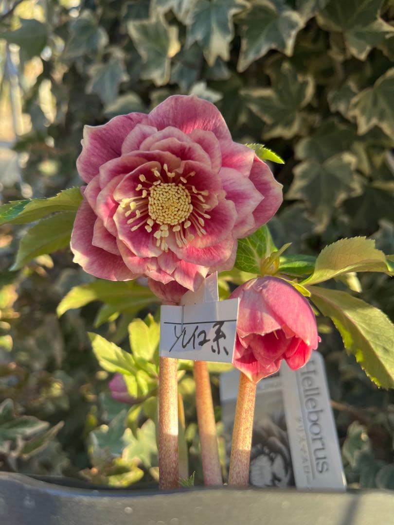 クリスマスローズ　広瀬園芸　ソレイユ系