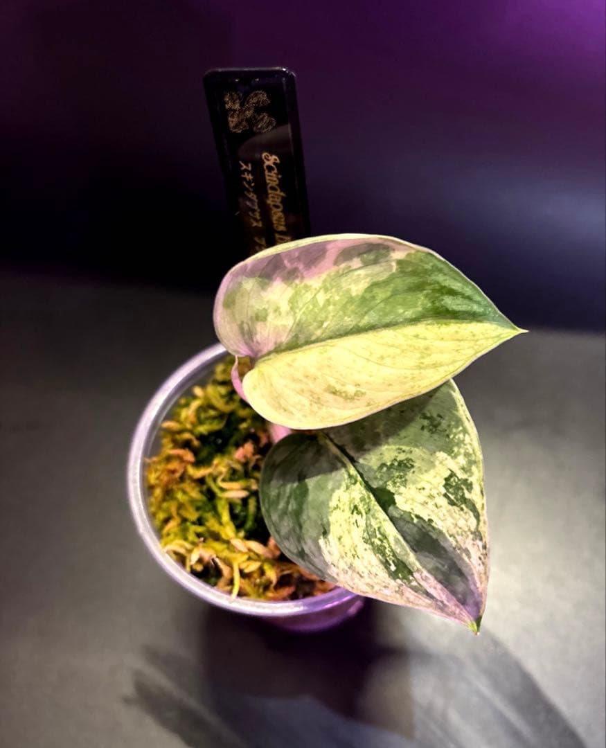 (専用商品)スキンダプサス　お試し　セット　B5 ➕バクダパティ