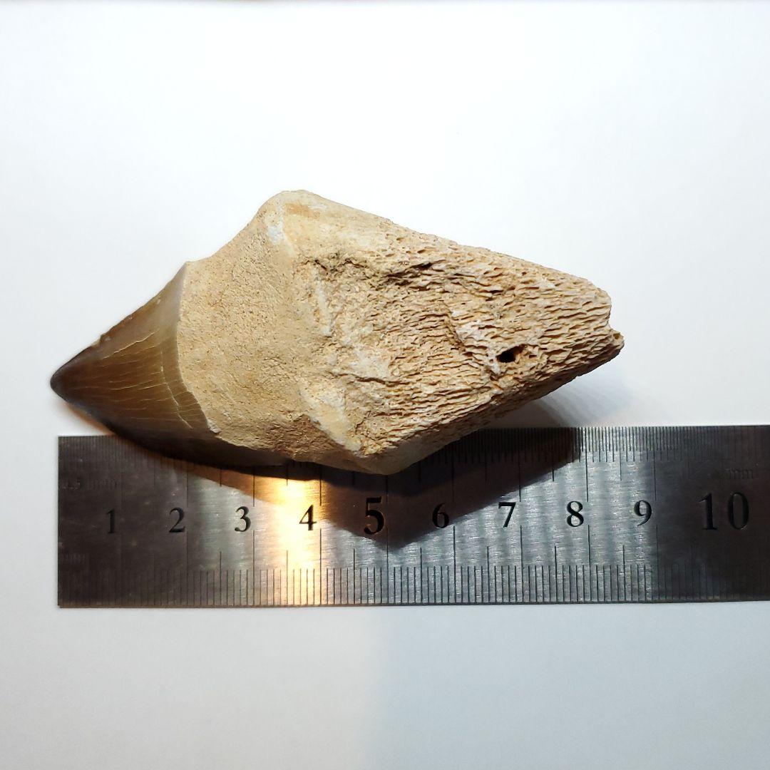 歯根付き モササウルス 化石 歯 本物 モロッコ産 82mm mos84