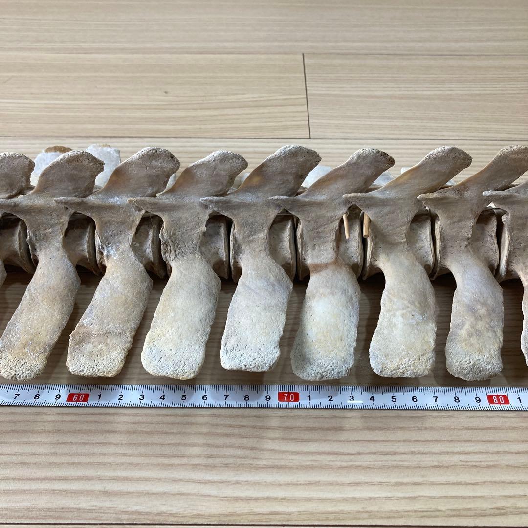 イルカの骨　骨格標本