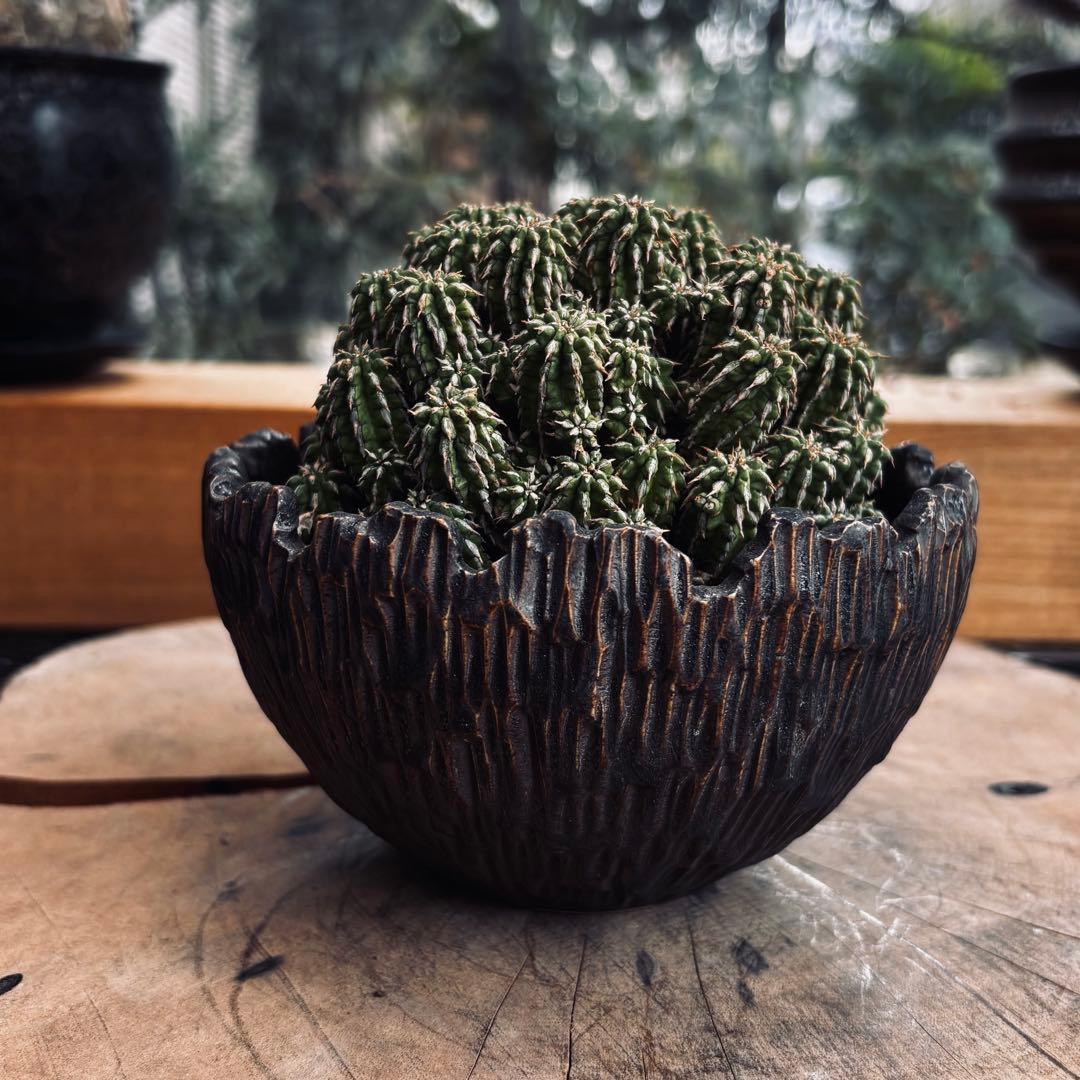 短期間限定超特価！ 特大株 ユーフォルビア セプルタ ソマリア 中川智治 作家鉢