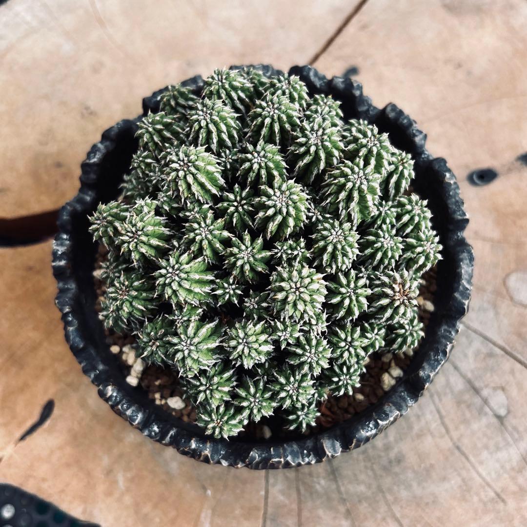 短期間限定超特価！ 特大株 ユーフォルビア セプルタ ソマリア 中川智治 作家鉢