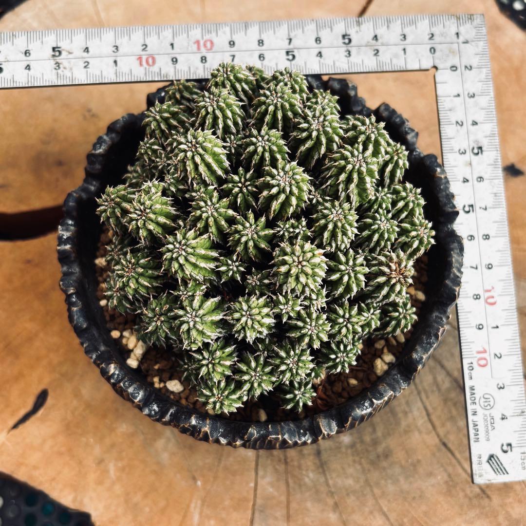 短期間限定超特価！ 特大株 ユーフォルビア セプルタ ソマリア 中川智治 作家鉢