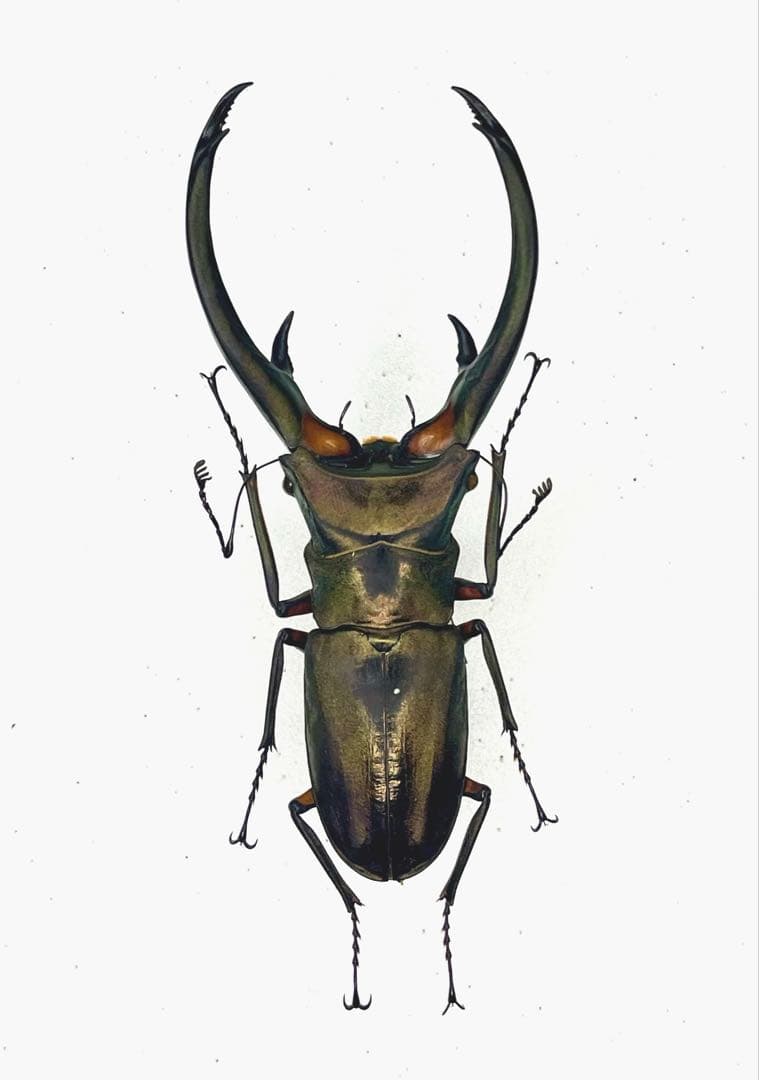 大型エラフスホソアカクワガタ100アップ