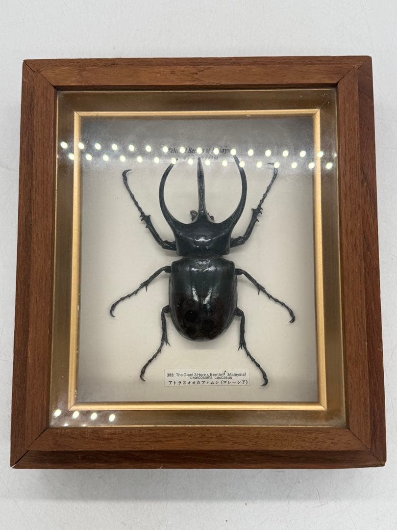 カブトムシ　昆虫標本　額装　送料込み251211