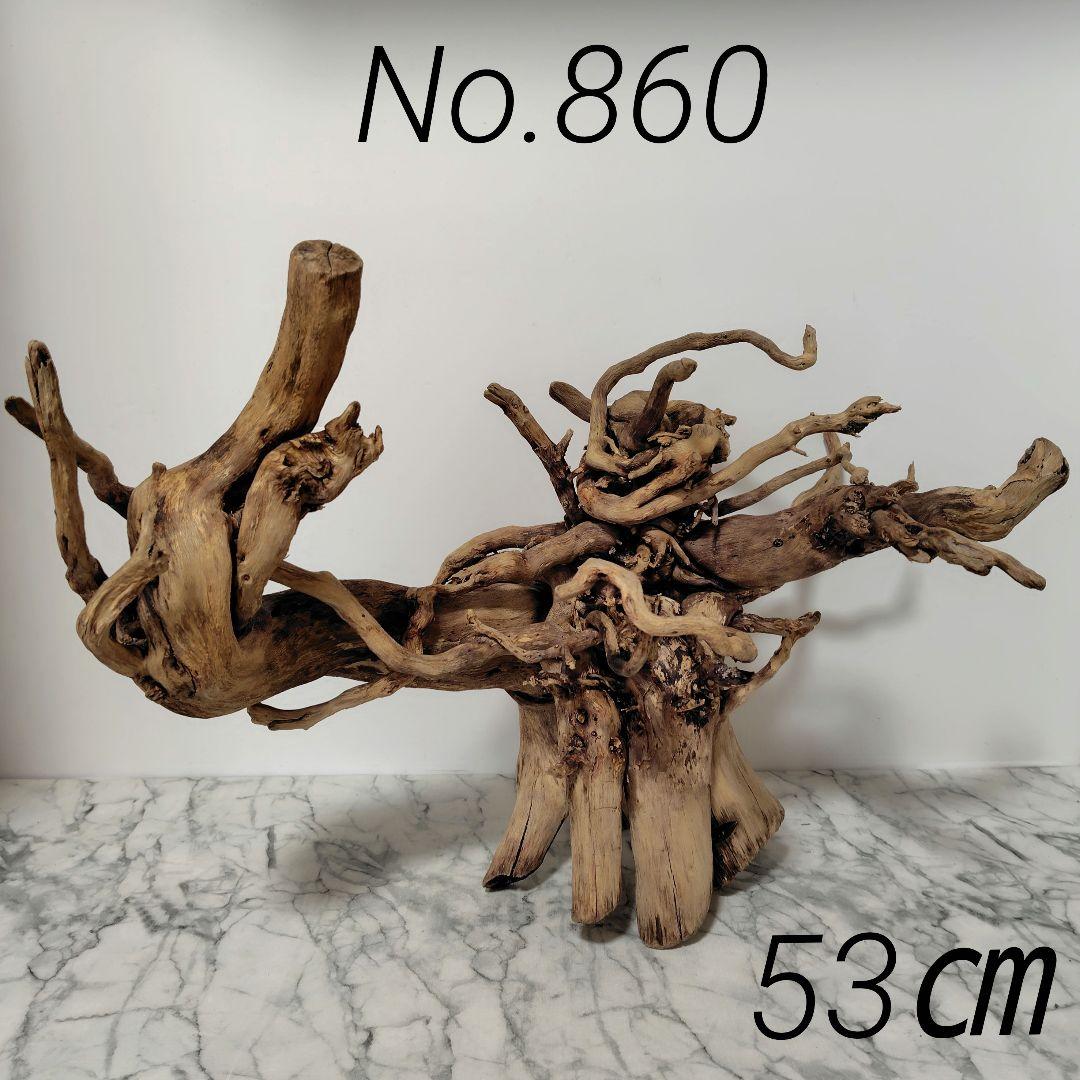 アク抜き済み流木【860】セール