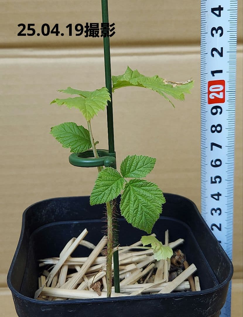 トゥラミーン　ラズベリー苗（26.01.25撮影）