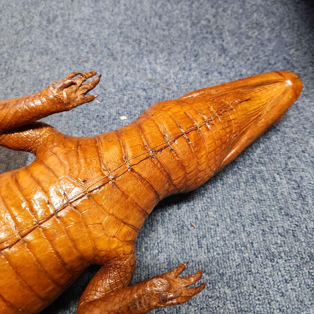 ワニ 剥製？ ブラウン 約1m