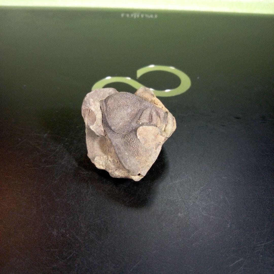 三葉虫　化石　fossil　ボリビア産　trilobite　ボリビア三葉虫郡⑨