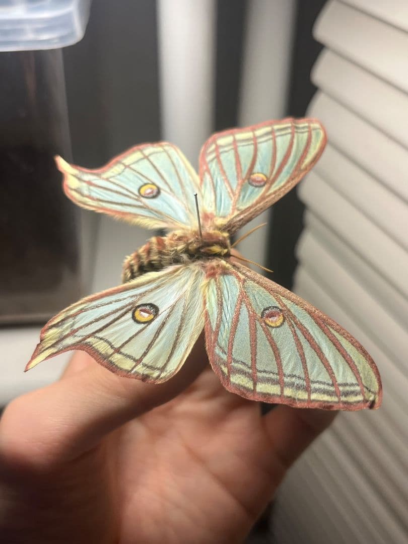 極美♀】イズベラミズアオ 蛾ピカソモスモルフォチョウアグリアス　標本