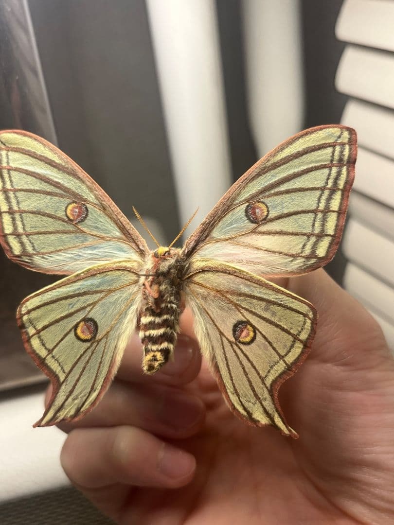 極美♀】イズベラミズアオ 蛾ピカソモスモルフォチョウアグリアス　標本