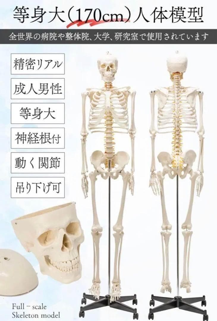 B1743等身大 人体模型 170cm神経根有り全身骨格模型 骨格標本 骸骨模型