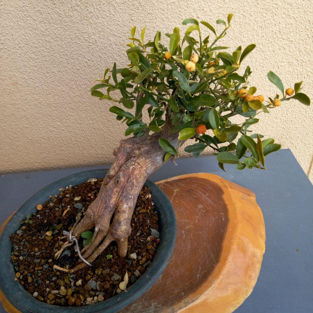 ゆり小品盆栽キンズ