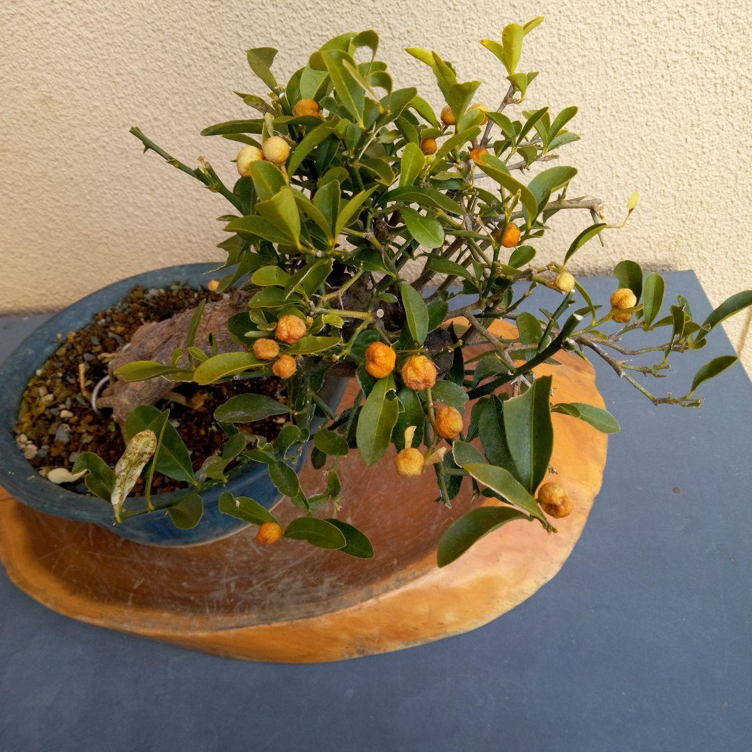 ゆり小品盆栽キンズ