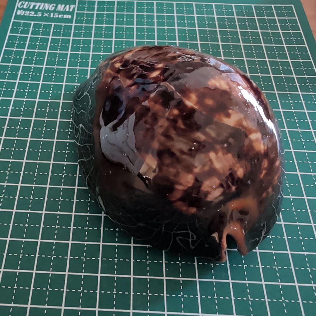 ハチジョウダカラ　７