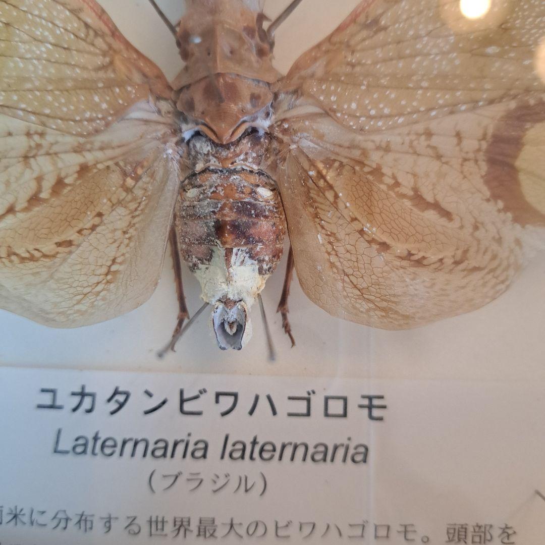 ユカタンビワハゴロモ 標本