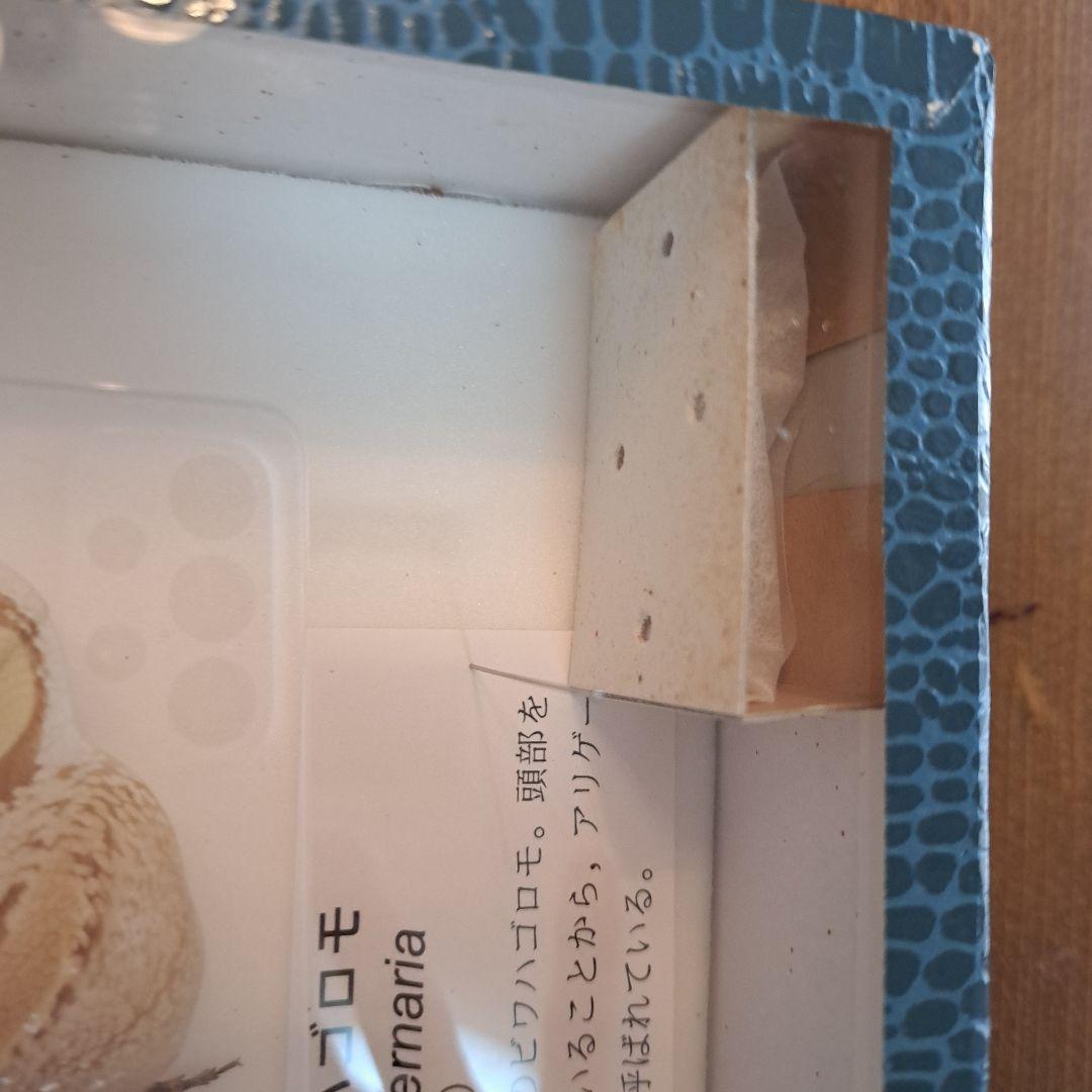 ユカタンビワハゴロモ 標本