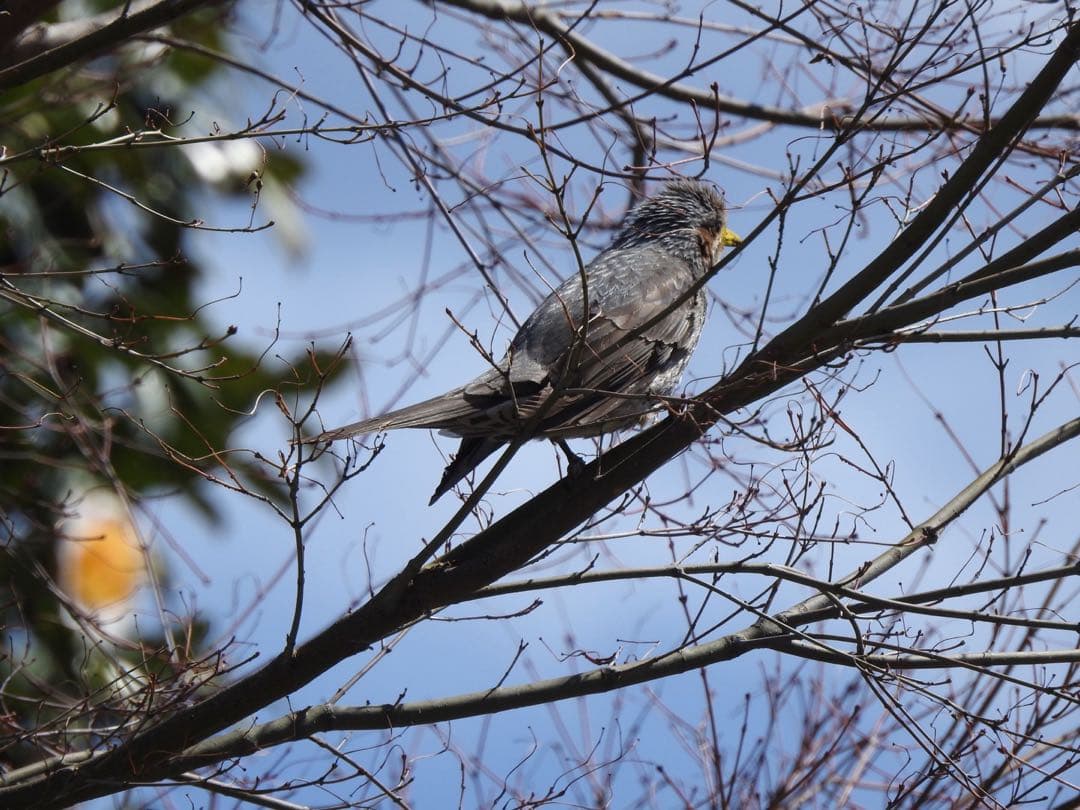 【美品】Nikon COOLPIX P900 デジタルカメラ