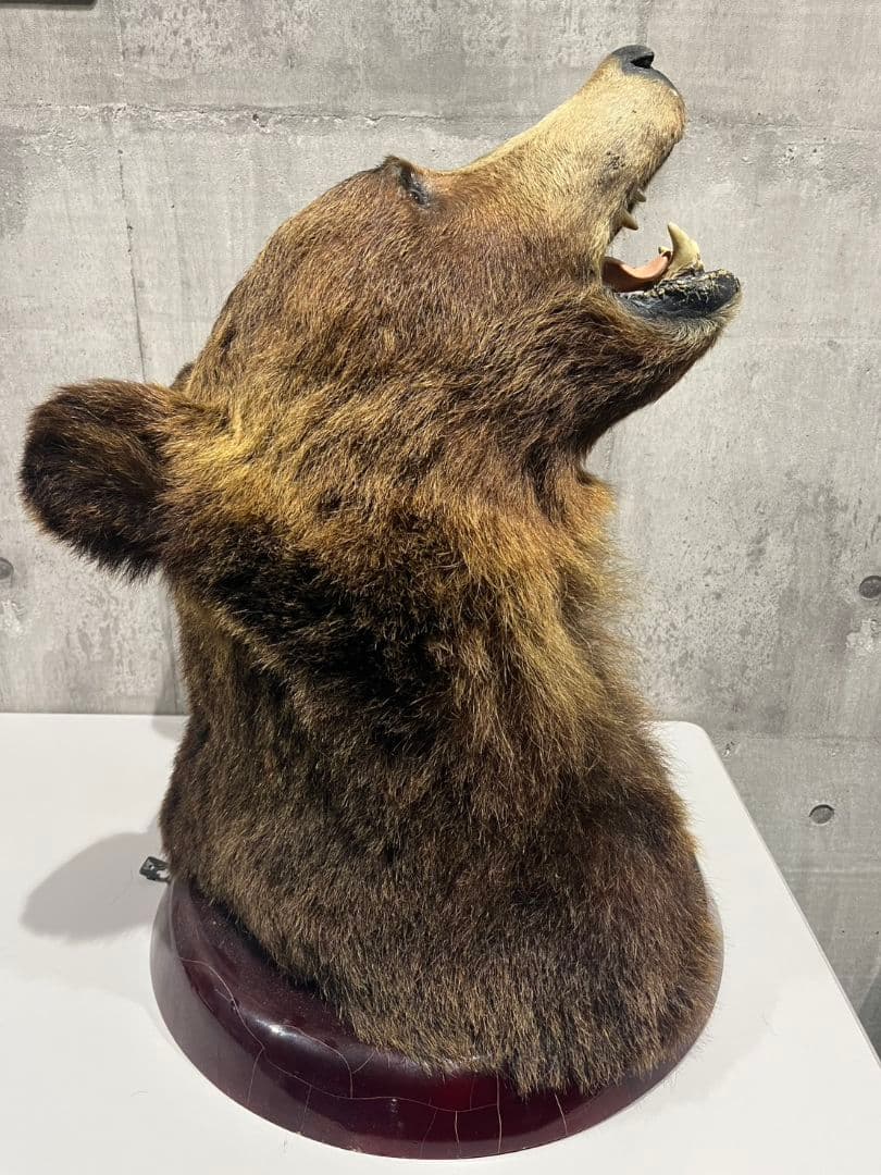 クマ　熊　ヒグマ　トロフィー　置物　剥製　大型