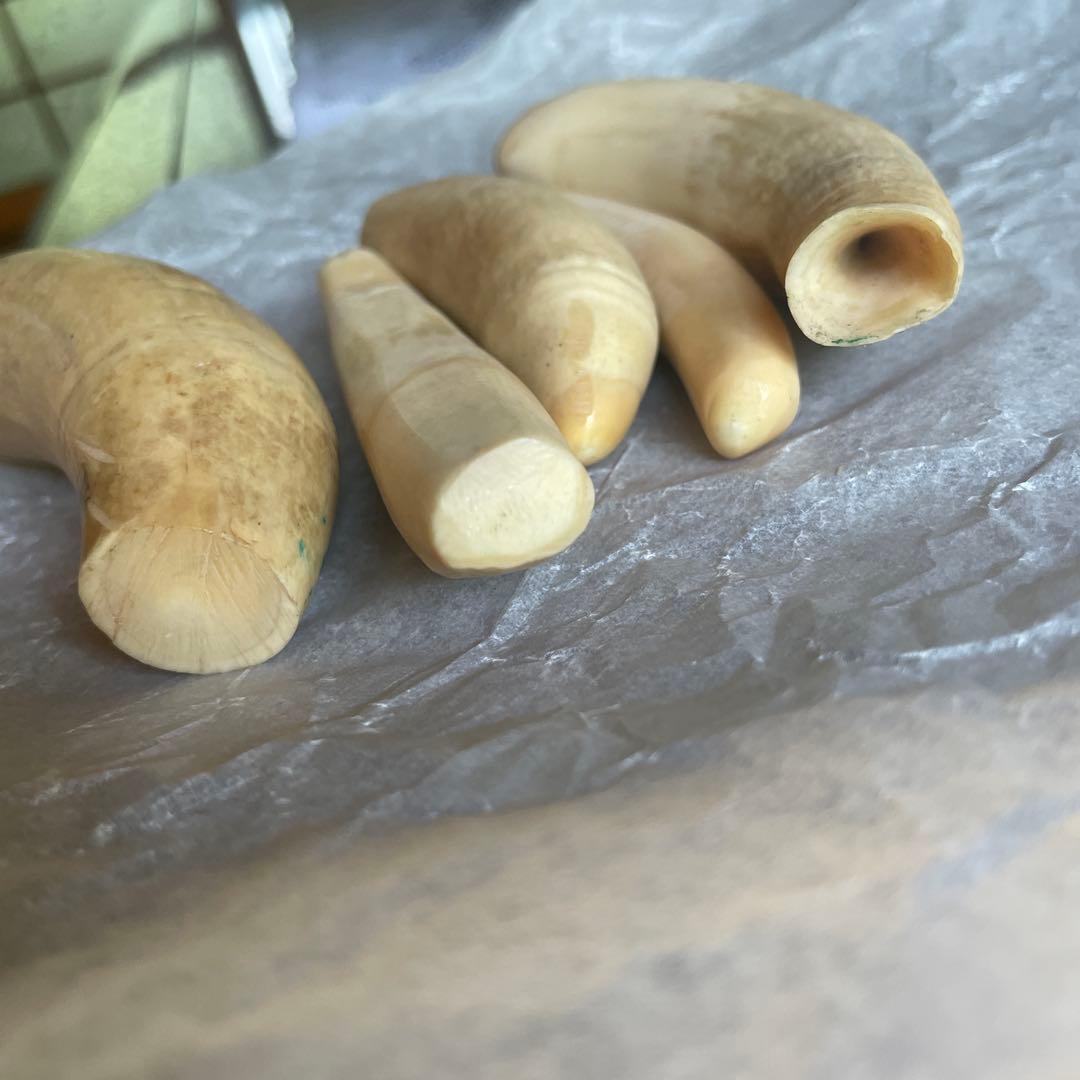 O*)様 マッコウクジラの歯　鯨歯　未加工370g